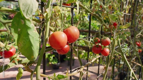 Tomatoes about to rot on the plant.