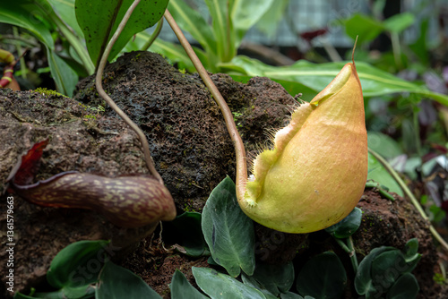 Nepenthes Rajah, one of the Spesiane of the Carnivorous Pitcher Plant, which is in a place with good care in a park in the city of Bogor