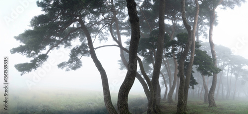 안개 낀 보성 웅치 소나무숲의 몽환적인 풍경