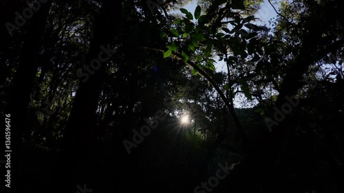Low angle view looking up at trees with sunlight.