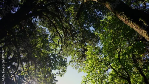 Low angle view looking up at trees.