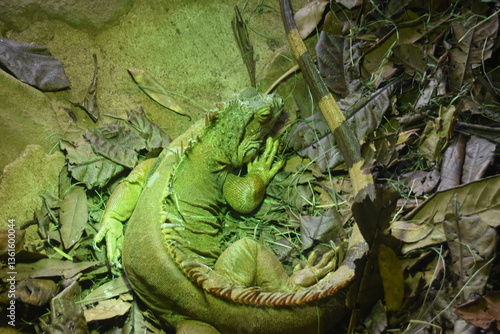 JIguana verde en zoo