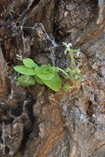 Planta vegetal sobre la roca