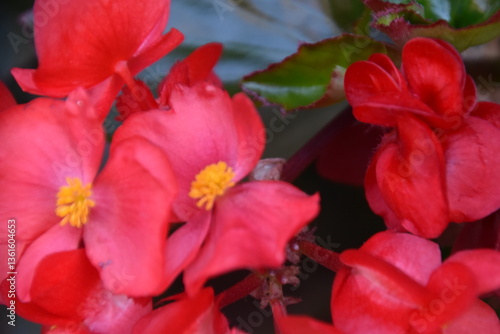 Obraz na płótnie Begonia Amaranto, Flor roja