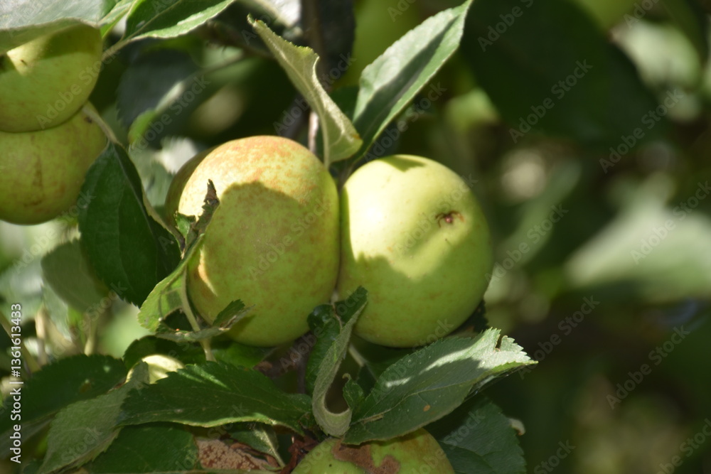 Manzanas verdes silvestres Manzanas verdes silvestres