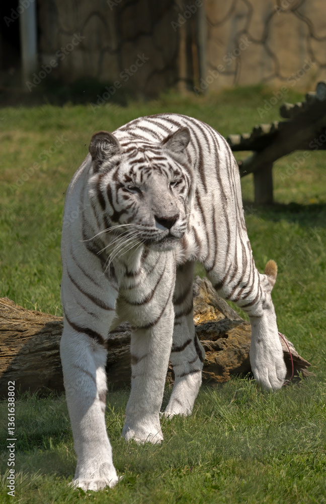 Obraz premium White tiger up close image 