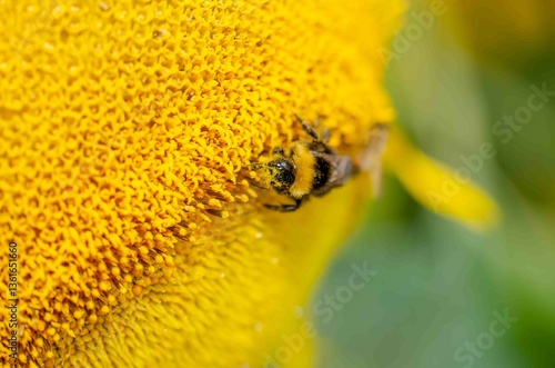 Bumblebee feeding on a yellow sunflower head.