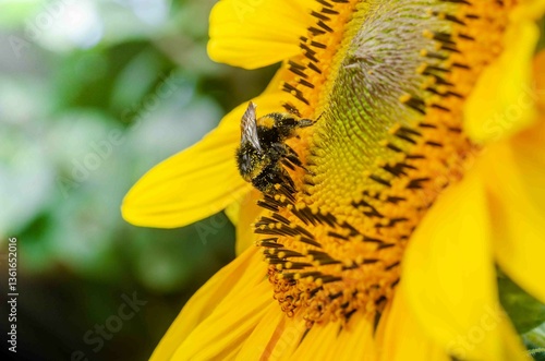 Bumblebee on a yellow flower on a sunflower.
