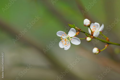 white cherry plum flower on a twig on a sunny spring day