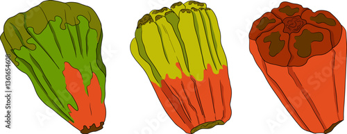 Pandan fruit, Sargassum. Hand drawn colored tropical plant. Pandanus tectorius vector	