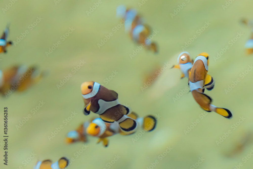 Fototapeta premium Marine fish in the aquaculture center