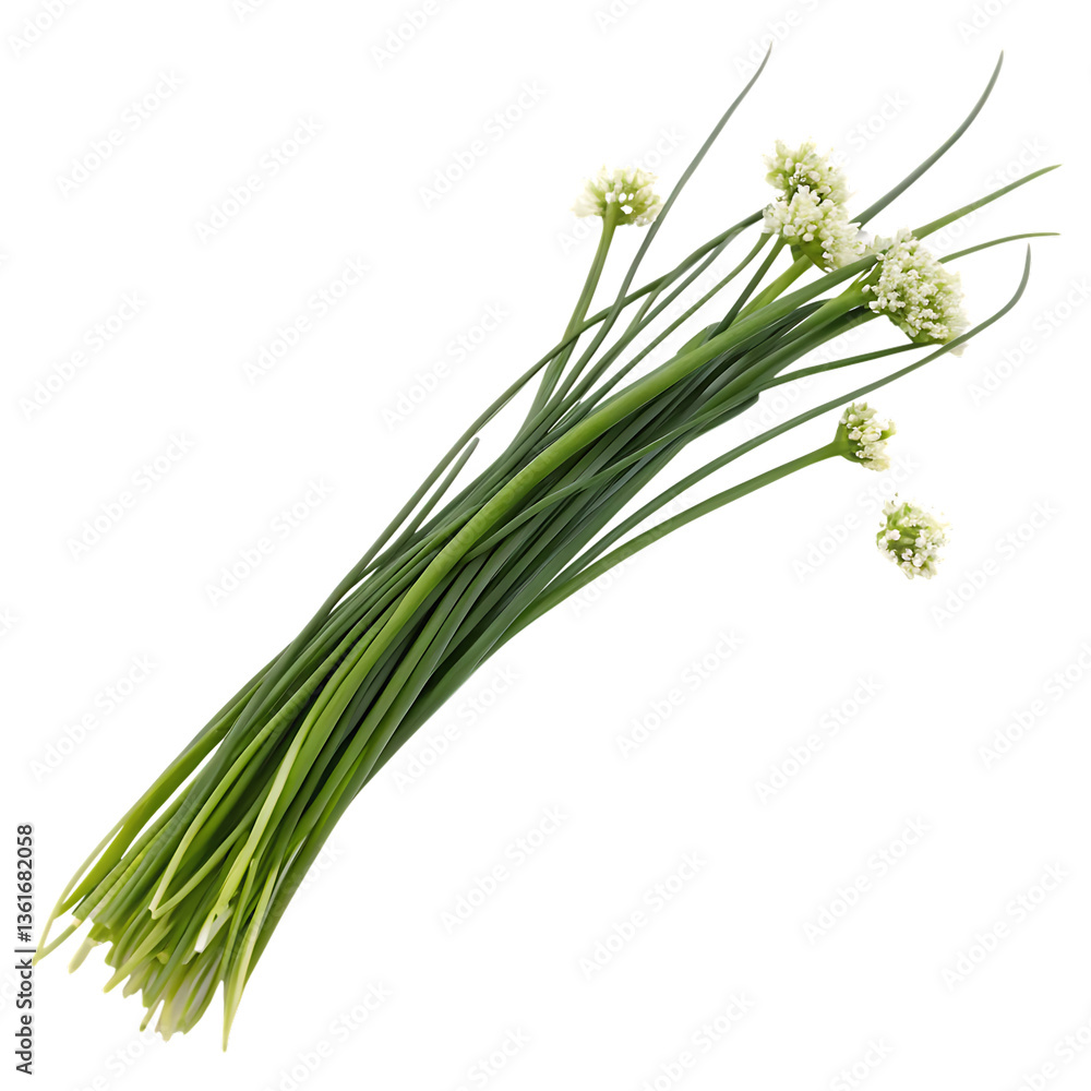 Fototapeta premium Fresh chives with long stems isolated on transparent background png