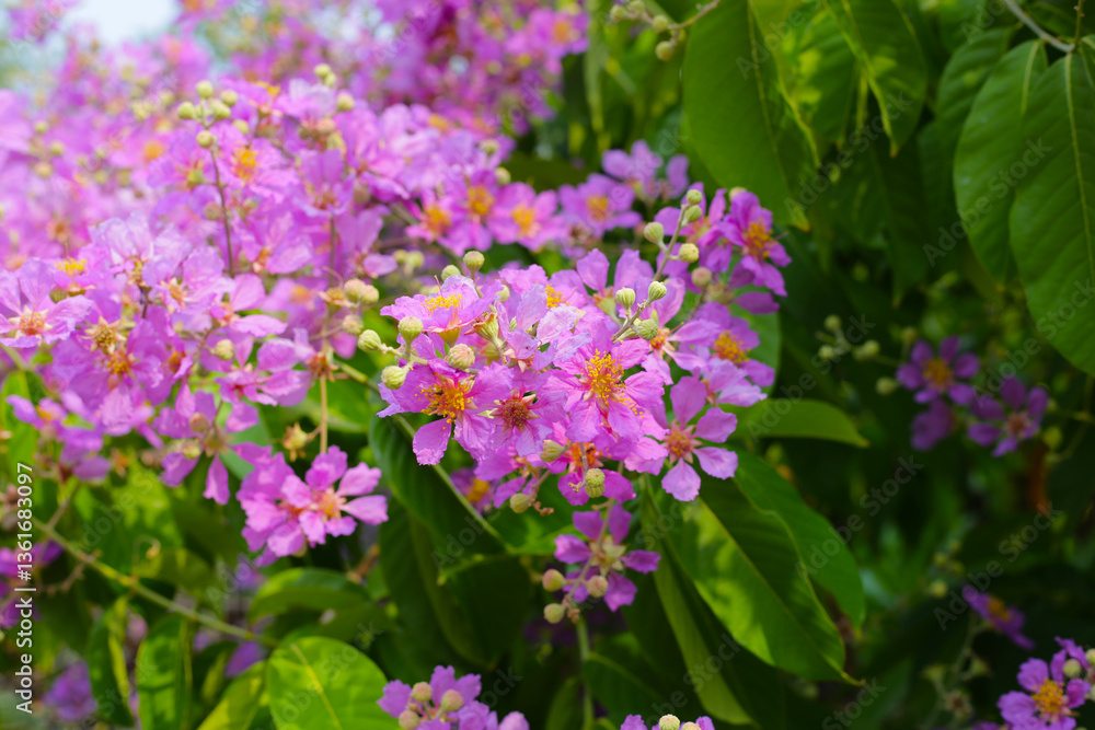 Lagerstroemia speciosa, Queen's crape myrtle , Pride of India. Lagerstroemia speciosa, Queen's crape myrtle , Pride of India.