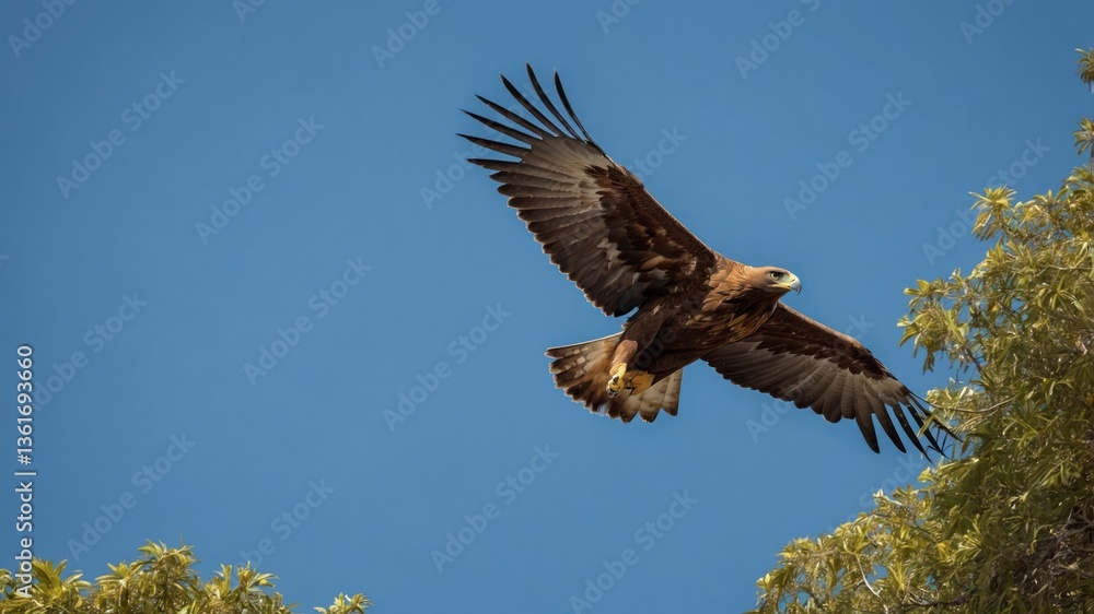 Obraz premium A golden eagle soaring through a clear blue sky, showcasing its majestic wingspan.
