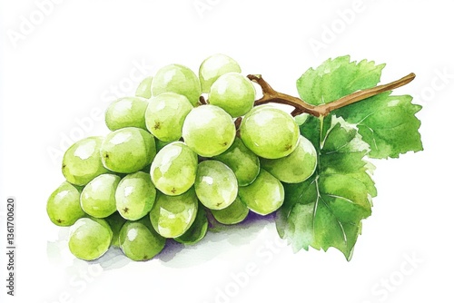 Hand-Painted Watercolor Green Grapes on Clean White Background