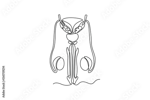 Male organs penis. parts of the body concept. Single line draw design. Vector graphic illustration