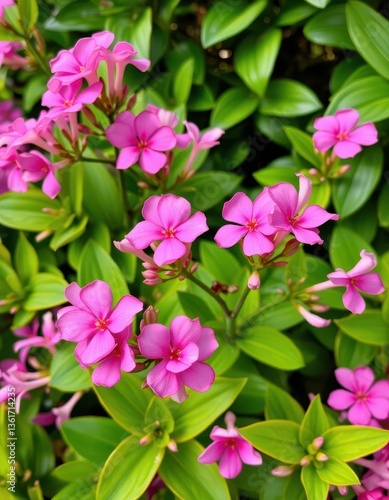 Pink Adenium obesum flowers bloom vibrantly against lush green foliage, pink flowers, stem, detail