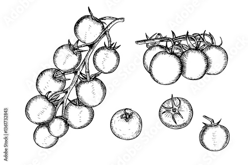 Tomato sketch outline illustration set. Cherry tomato simple doodle drawing in engraving style. Hand drawn vector line art clipart isolated on white background