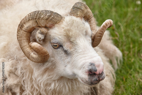 Icelandic lamb head detail. Seydisfjordur area. Livestock Iceland