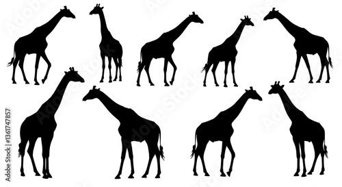 Silhouettes of giraffes in various poses.