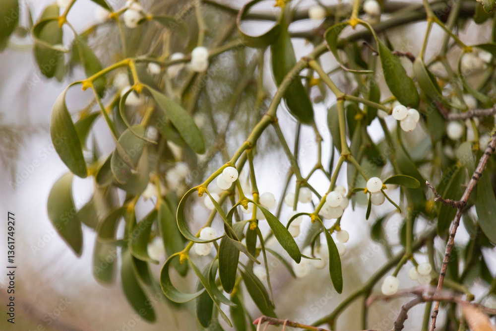Viscum branches with berries close-up