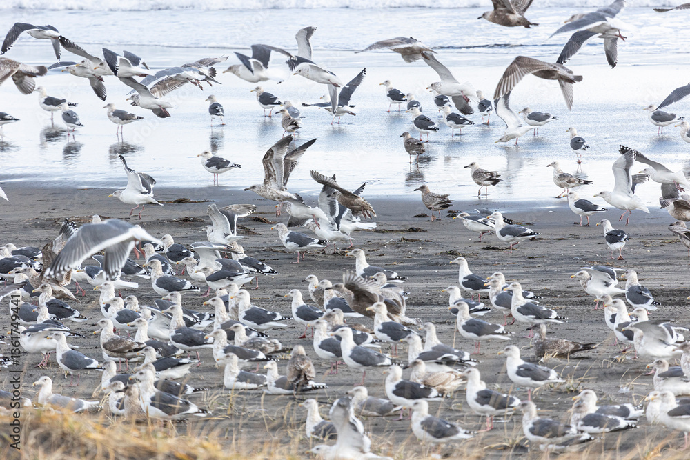 A large flock of flying seagulls on the ocean