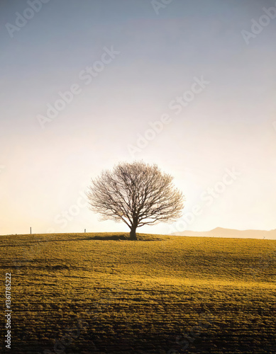 Obraz na płótnie Solitary Tree on Golden Hill: Serene Landscape View. A lone tree silhouette on a sunlit golden hill against a clear sky w salonie