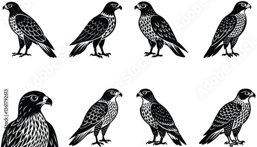 Hawk Bird Vector Shilhouette Bundle Set Collection