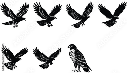 Hawk Bird Vector Shilhouette Bundle Set Collection