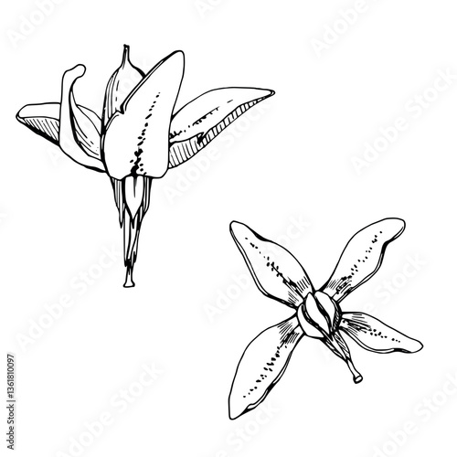 Cranberry pink lily flower bud on stalk stem, swamp wildflower inflorescence. Botanical illustration vector hand drawn in ink. Isolated single elements. Scrapbooking, wedding, florist shop, decoupage