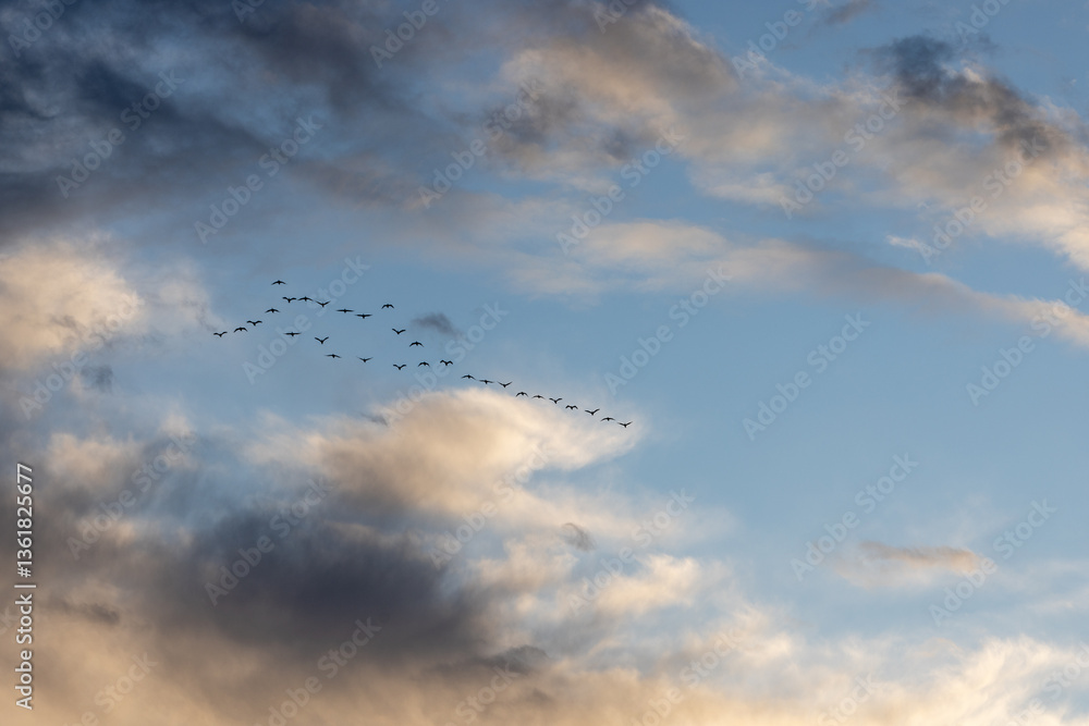 A flock of birds flying in the sky in formation at sunset showing the group of birds located in Spain