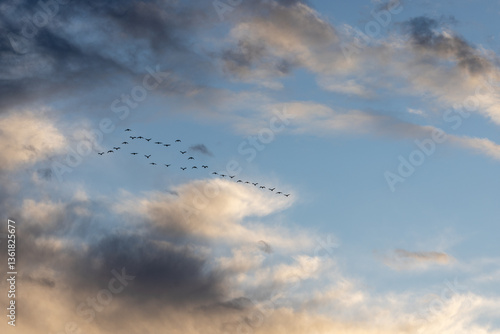 Obraz na płótnie A flock of birds flying in the sky in formation at sunset showing the group of birds located in Spain w salonie