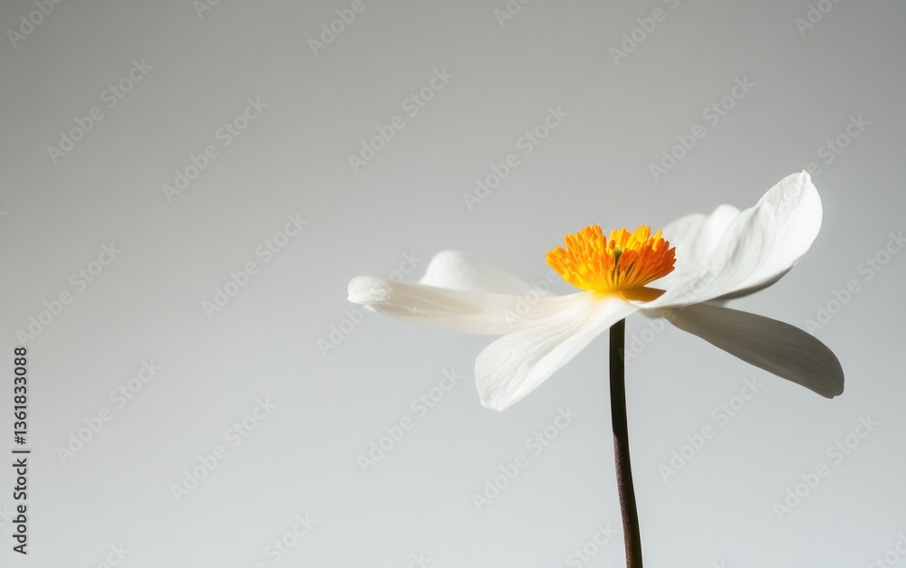 Obraz premium Single white flower with yellow-orange center against a light gray background. Soft lighting accentuates delicate petals