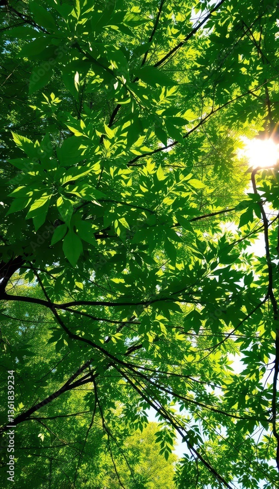 Fototapeta premium Lush green canopy, dappled sunlight filtering through leaves, texture, woods