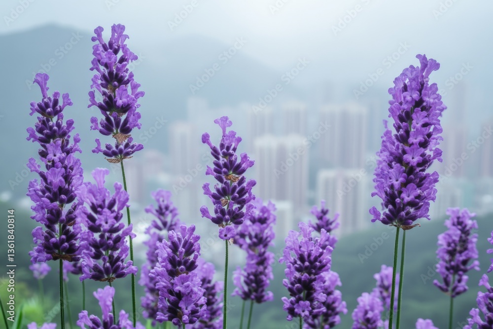 Fototapeta premium Lavender flowers blooming in a foggy urban landscape surrounded by mountains