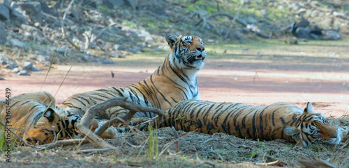 Canvas Print Tiger (Panthera tigris), female tigress with her two large cubs, sat down in the shade, Ranthambhore National Park, Rajasthan, India