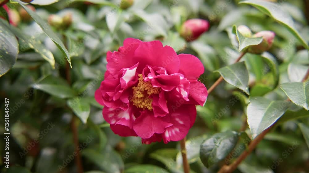 A vibrant camellia in full bloom with soft petals and rich details. Captured in 4K slow motion, this shot showcases the elegance of nature and botanical beauty. A vibrant camellia in full bloom with soft petals and rich details. Captured in 4K slow motion, this shot showcases the elegance of nature and botanical beauty.