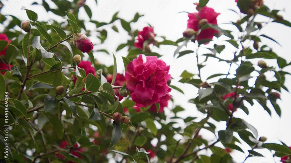 A vibrant camellia in full bloom with soft petals and rich details. Captured in 4K slow motion, this shot showcases the elegance of nature and botanical beauty. A vibrant camellia in full bloom with soft petals and rich details. Captured in 4K slow motion, this shot showcases the elegance of nature and botanical beauty.