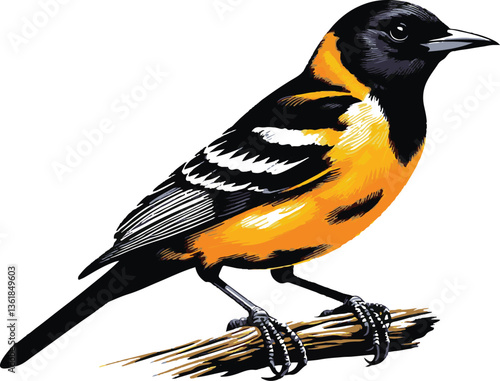 Oriole silhouette colour vector style with white background (1)