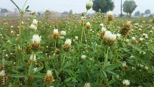 A large field filled with blooming white clover flowers, showcasing lush green leaves and natural wildflower growth outdoors.