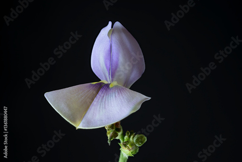 flower of vigna unguiculata on black