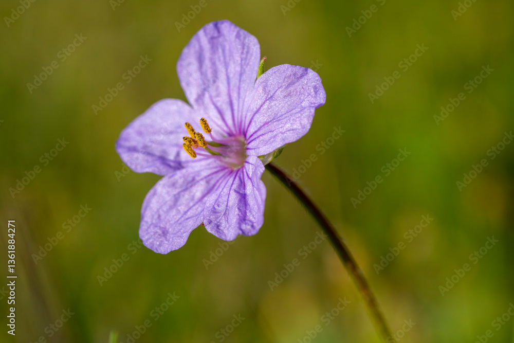 Broadleaf filaree. Erodium botrys is a species of flowering plant in the geranium family known by the common names longbeak stork's bill, Mediterranean stork's-bill and broadleaf filaree Broadleaf filaree. Erodium botrys is a species of flowering plant in the geranium family known by the common names longbeak stork's bill, Mediterranean stork's-bill and broadleaf filaree