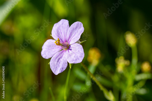 Broadleaf filaree. Erodium botrys is a species of flowering plant in the geranium family known by the common names longbeak stork's bill, Mediterranean stork's-bill and broadleaf filaree