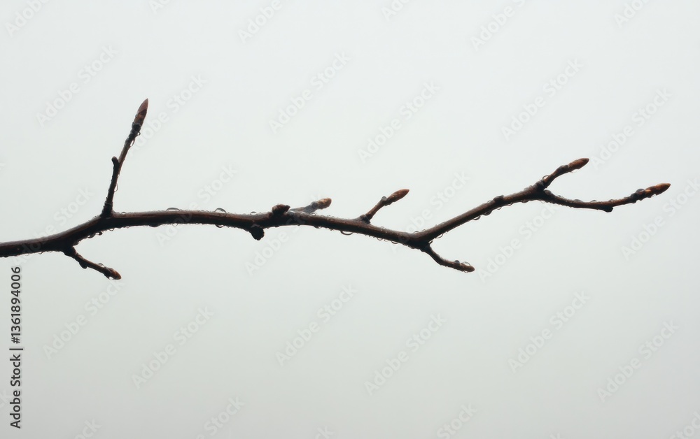 Close-up of a dark brown branch with small buds and water droplets, set against a muted gray background. The image has a minimalist and serene mood Close-up of a dark brown branch with small buds and water droplets, set against a muted gray background. The image has a minimalist and serene mood