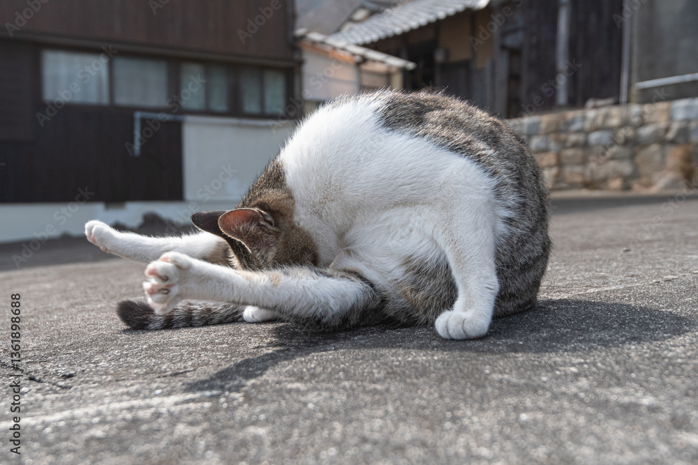 毛づくろいをする可愛い野良猫 毛づくろいをする可愛い野良猫
