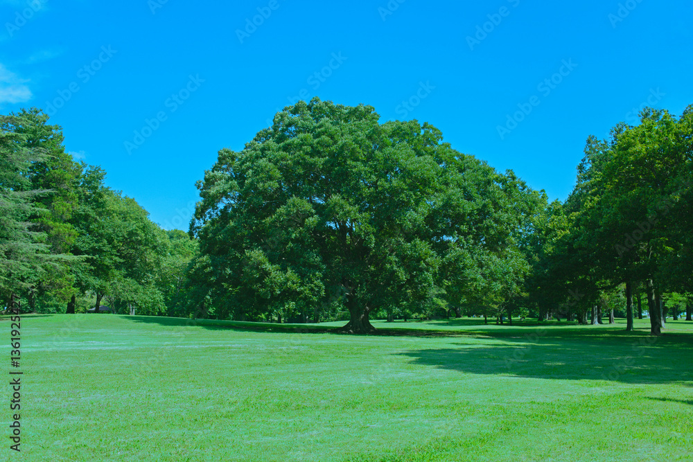 Obraz premium 緑の木