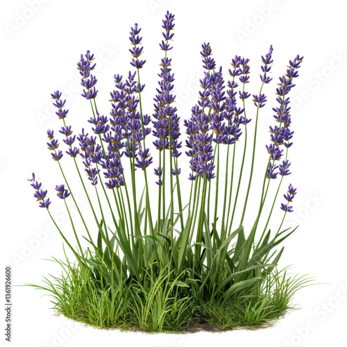 isolated transparent Background. Lavender flowers blooming in lush green patch create serene and calming atmosphere