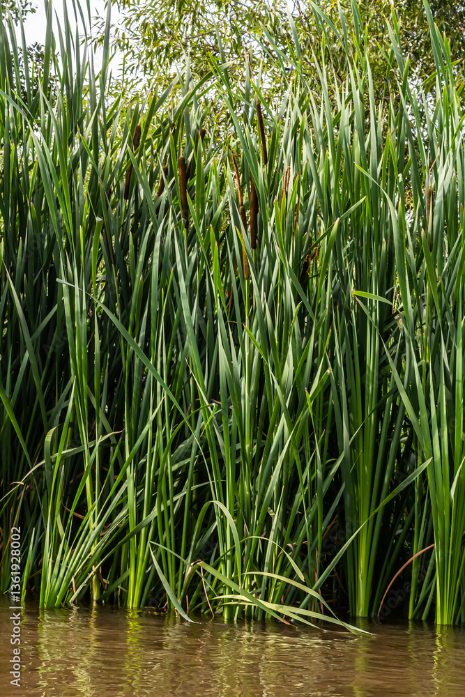 Obraz premium The broad-leaved bat Typha latifolia prefers marshy habitats, often inhabits the banks of ponds