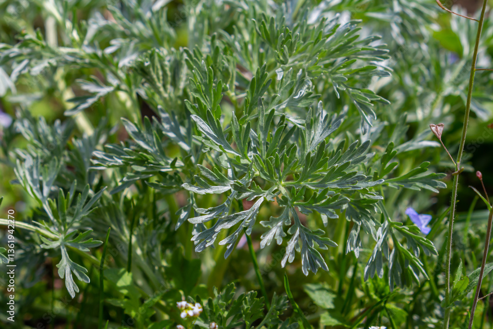 Bitter wormwood Artemisia absinthium bush grows in the wild Bitter wormwood Artemisia absinthium bush grows in the wild