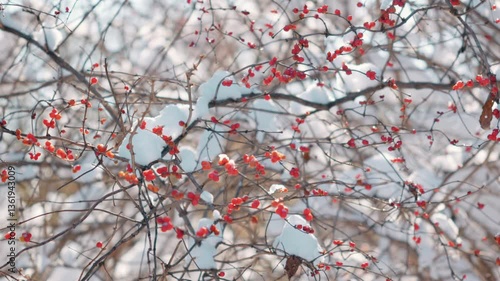 4k Video of Vibrant Winter Red Fruit Contrasting Against Snow-Covered Branches in a Serene Landscape